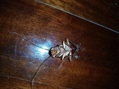 Periplaneta americana