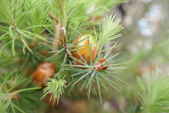 Stenanthera pinifolia
