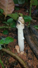 Phallus granulosodenticulatus