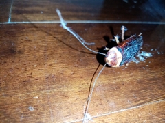 Periplaneta americana