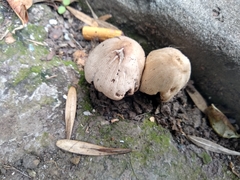 Psathyrellaceae