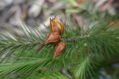 Stenanthera pinifolia