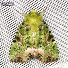 Chytonix