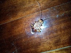 Periplaneta americana
