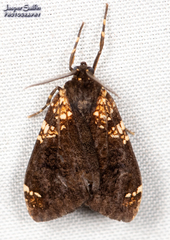 Ochrodota