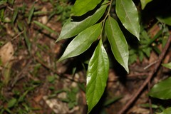 Cryptocarya triplinervis pubens