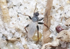Chersodromia inusitata