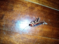 Periplaneta americana