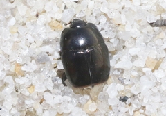 Hypocaccus dimidiatipennis