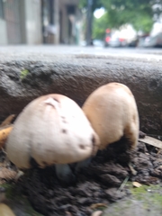 Psathyrellaceae