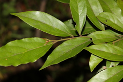 Cryptocarya triplinervis pubens