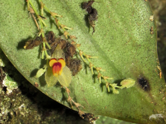Lepanthes rhynchion