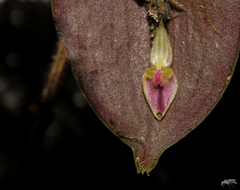 Lepanthes dunstervilleorum