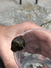 Glossiphoniidae