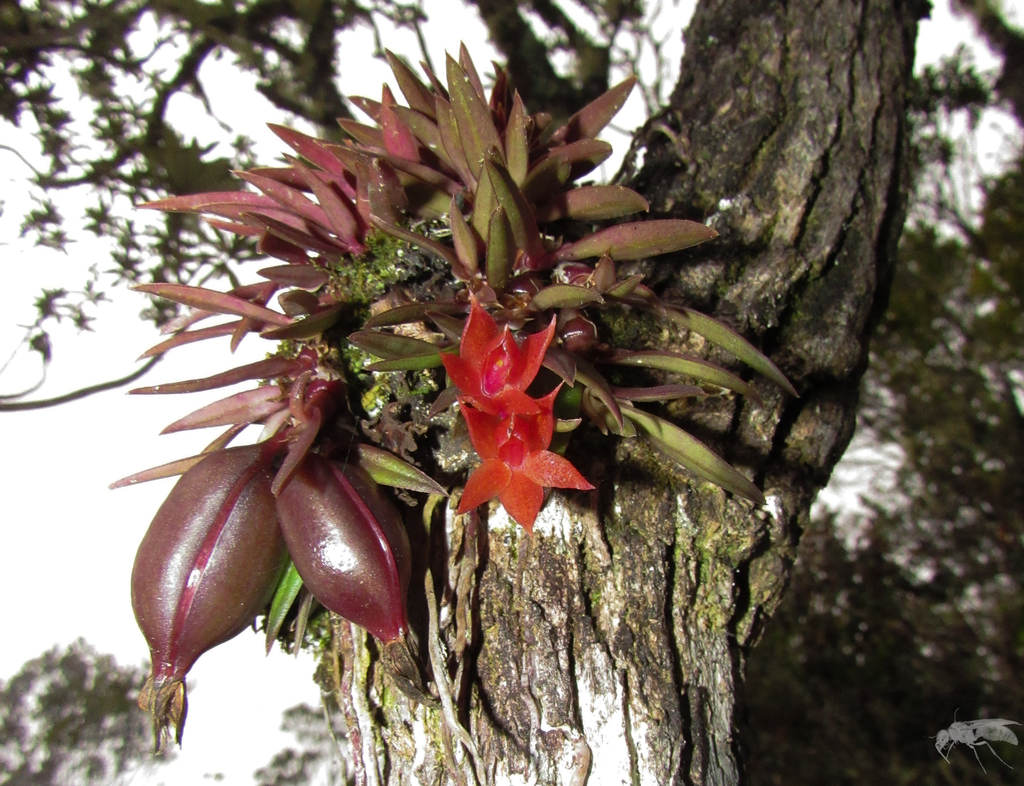 Epidendrum wolfii Hágsater & E.Santiago
