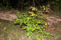 Cryptocarya triplinervis pubens