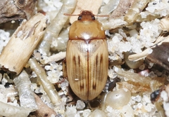 Phaleria testacea