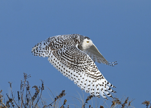 Snowy Owl photographed in Massachusetts