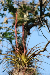 Tillandsia polystachia