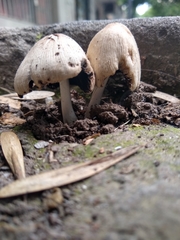 Psathyrellaceae