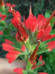 Castilleja martini martini