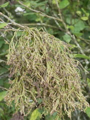 Eriophyes paratrophis