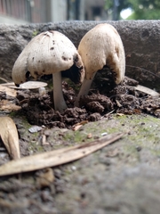 Psathyrellaceae
