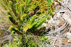 Veronica canterburiensis