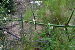 Discaria pubescens