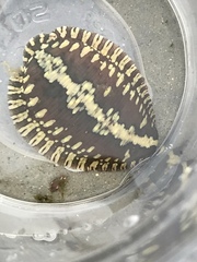 Glossiphoniidae