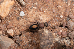 Ephutomorpha maculata