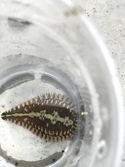 Glossiphoniidae