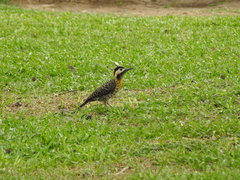 Colaptes melanochloros