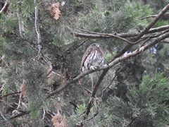 Glaucidium brasilianum