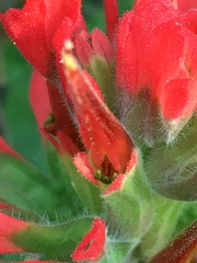 Castilleja martini martini