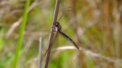 Ascaloptynx appendiculata