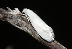 Prodoxus decipiens