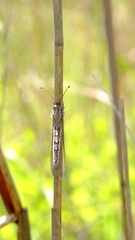 Ascaloptynx appendiculata
