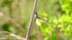 Ascaloptynx appendiculata