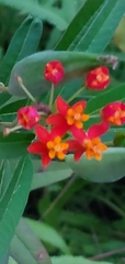 Asclepias curassavica image