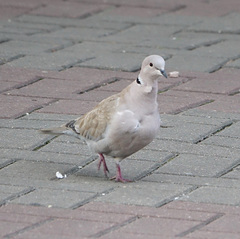 Streptopelia decaocto