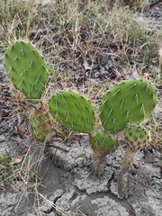 Opuntia guatemalensis