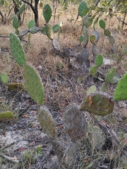 Opuntia guatemalensis