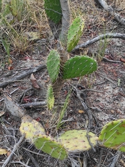 Opuntia guatemalensis