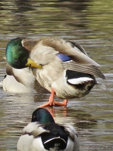 Mallard photographed in New Jersey