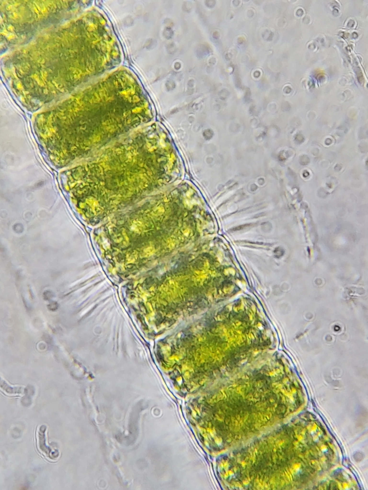 Hyalotheca