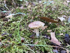 Russula versicolor