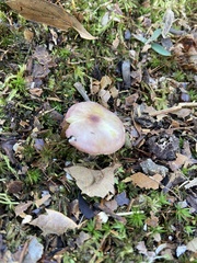 Russula versicolor