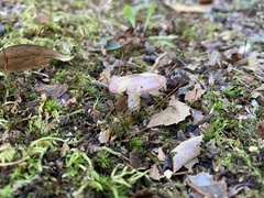 Russula versicolor