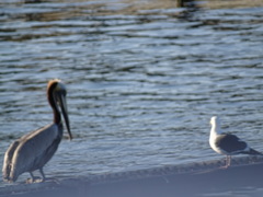 Pelecanus occidentalis californicus